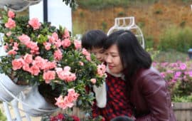 Khai mạc Lễ hội hoa Đỗ Quyên 2018 – Hàng ngàn bông hoa hội tụ