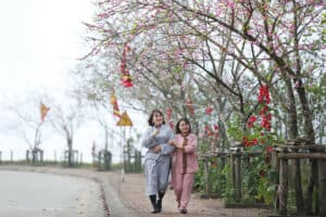 Peach blossoms and black tulips to admire in Sapa