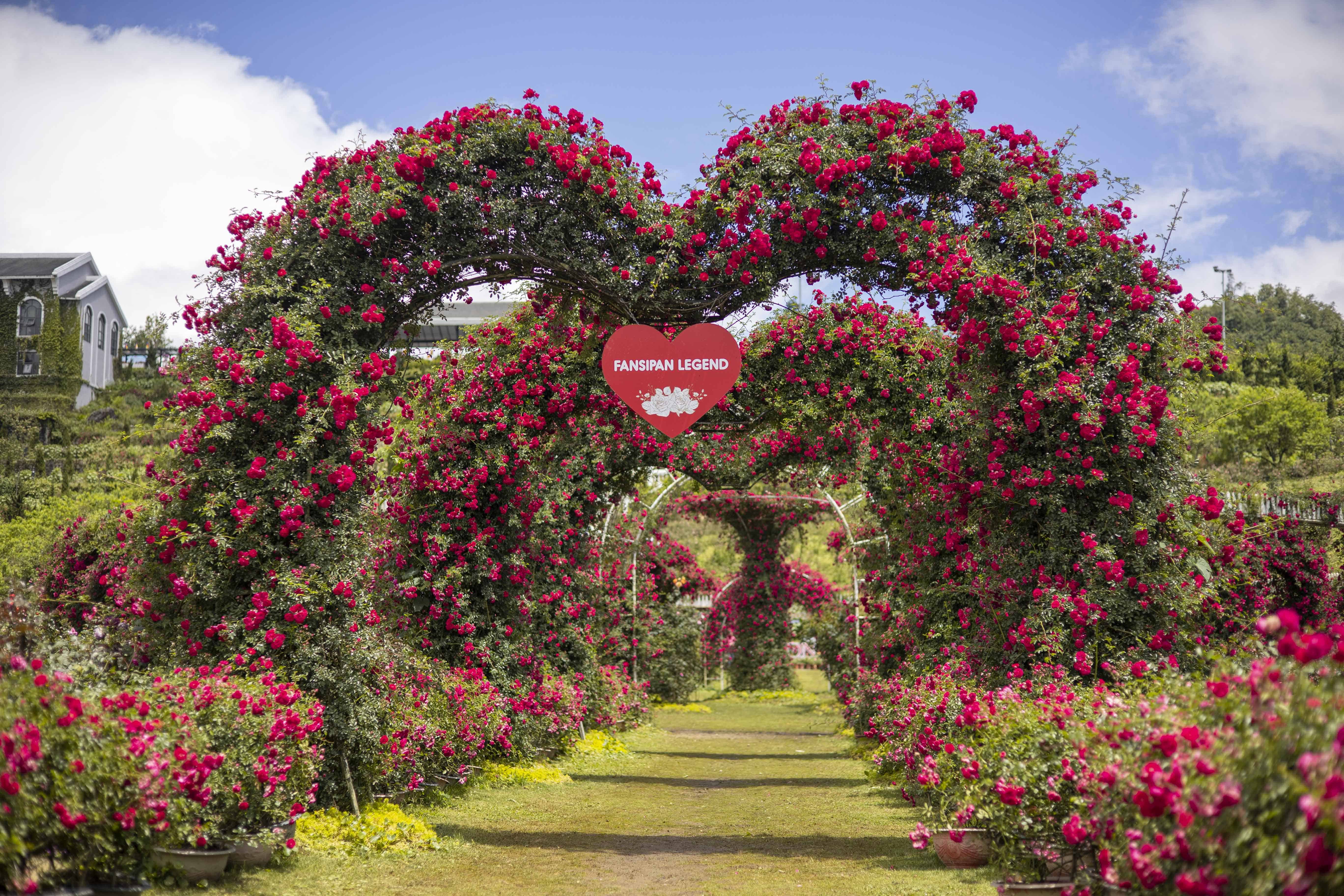 Hồng leo đỏ rực thung lũng hoa hồng Fansipan mùa tháng 5 – SUN WORLD FANSIPAN LEGEND
