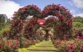 Hồng leo đỏ rực thung lũng hoa hồng Fansipan mùa tháng 5