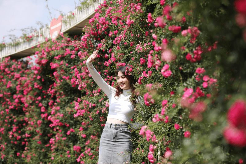 “Background hoa hồng” của Sun World Fansipan Legend 