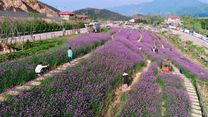 Vườn hoa oải hương khoe sắc rực rỡ vào tháng 5 tại Sun World Fansipan Legend