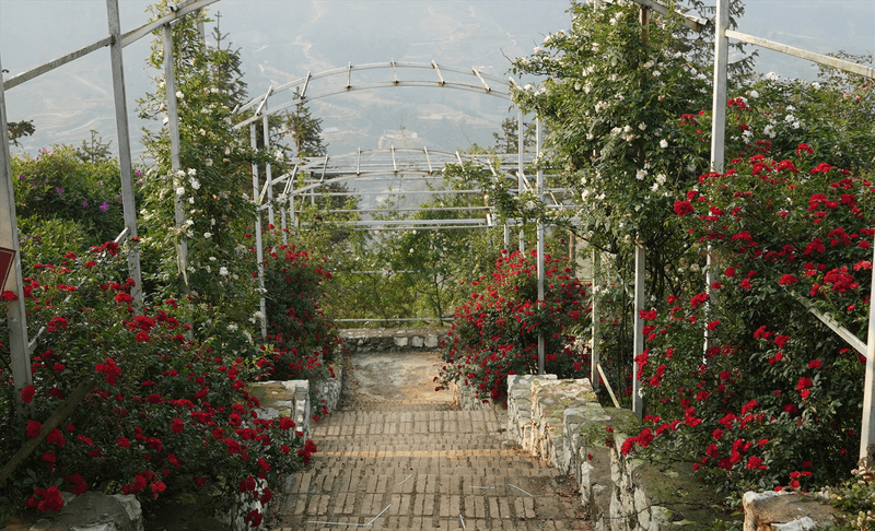 Cận cảnh vườn hồng cổ Sa Pa với hàng trăm gốc hồng có tuổi đời trên 30 năm