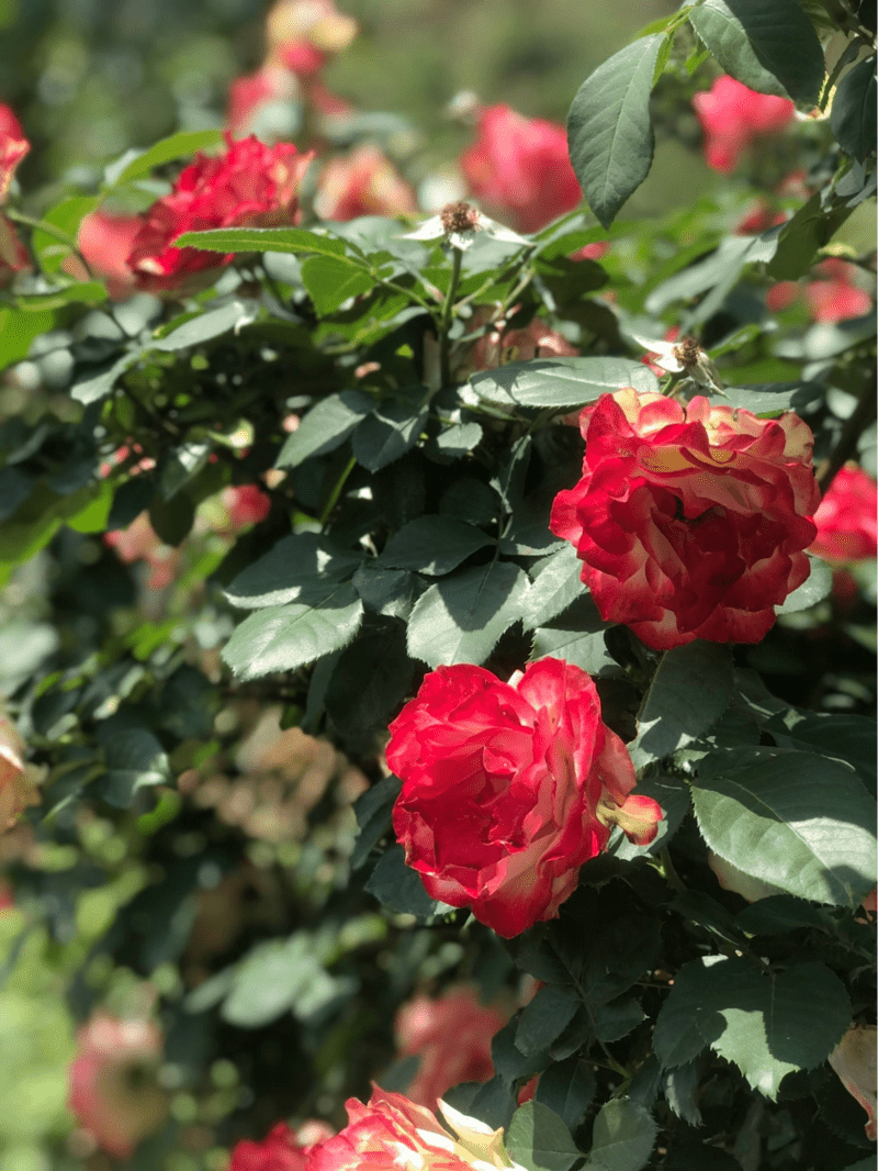 Đi Sa Pa tháng 5 để ngắm nhìn những bông hồng khoe sắc dưới ánh nắng nhẹ của ngày hè