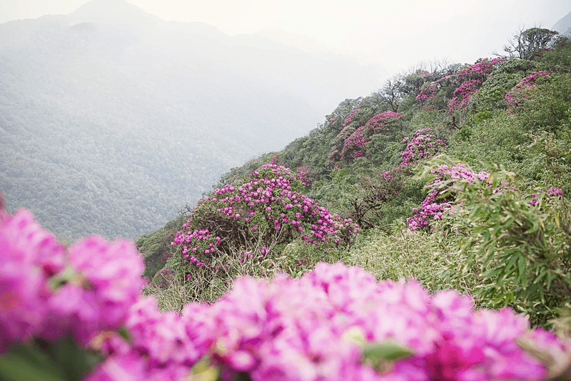Sắc hoa đỗ quyên phủ kín núi rừng Y Tý mỗi độ tháng 4 về
