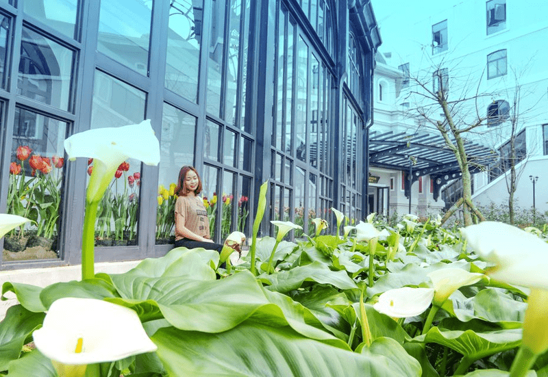 Chụp ảnh Sa Pa mùa hè tại vườn hoa Rum bên cạnh Ga Mường Hoa tại Sun World Fansipan Legend