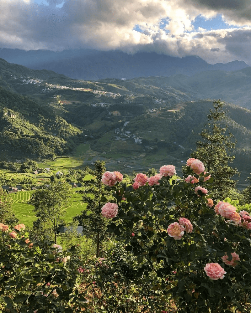 Bản Sâu Chua nổi tiếng với vườn hồng cổ Sa Pa, ruộng bậc thang uốn lượn trên các triền núi