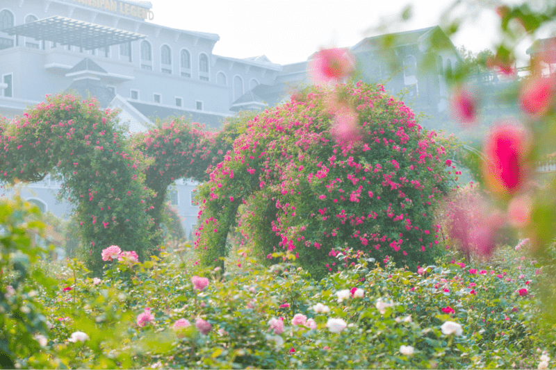 Thung lũng hoa hồng đẹp mê hồn tại Sun World Fansipan Legend