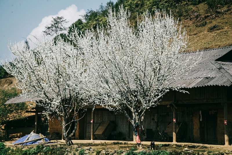 Tháng 3 Sa Pa có những hàng mận nở hoa trắng muốt tại bản Tả Van 