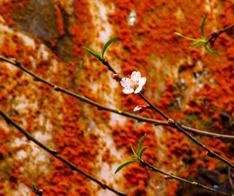 Bông hoa đào xinh xắn nổi bật giữa nền tường phủ rêu cam cháy của tu viện vào mùa xuân 