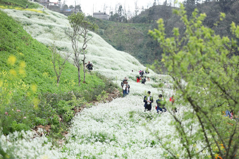 Du lịch Sa Pa tháng 3 để ngắm nhìn trăm ngàn loài hoa đua nở, cây cối đâm chồi nảy lộc