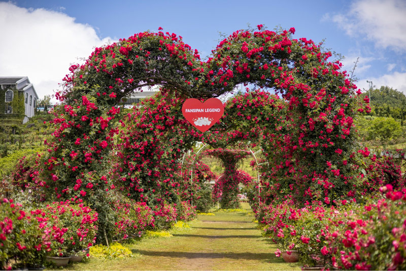 Thung lũng hoa hồng Sa Pa là nơi tập trung khoảng 150 loài hoa hồng khác nhau