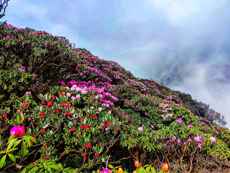 Vẻ đẹp mỹ miều của con đường hoa đỗ quyên dẫn lên đỉnh Fansipan Sa Pa