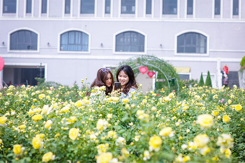 Vườn hoa hồng khoe sắc quanh năm trên đỉnh Fansipan là điểm check-in thu hút nhiều bạn trẻ 
