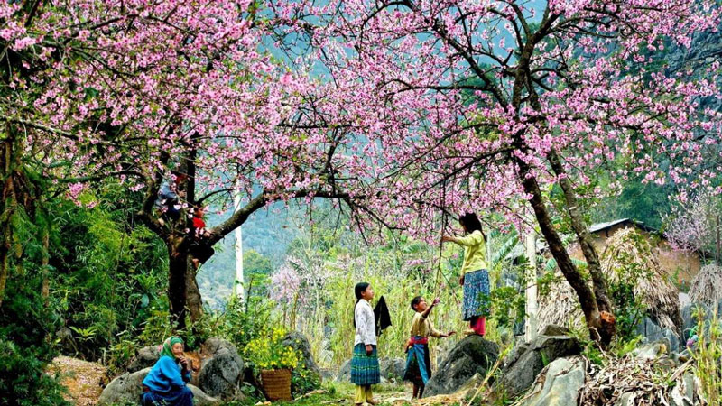 Những gốc đào bung nở rực rỡ tại vườn đào Nhật trên núi Hàm Rồng 