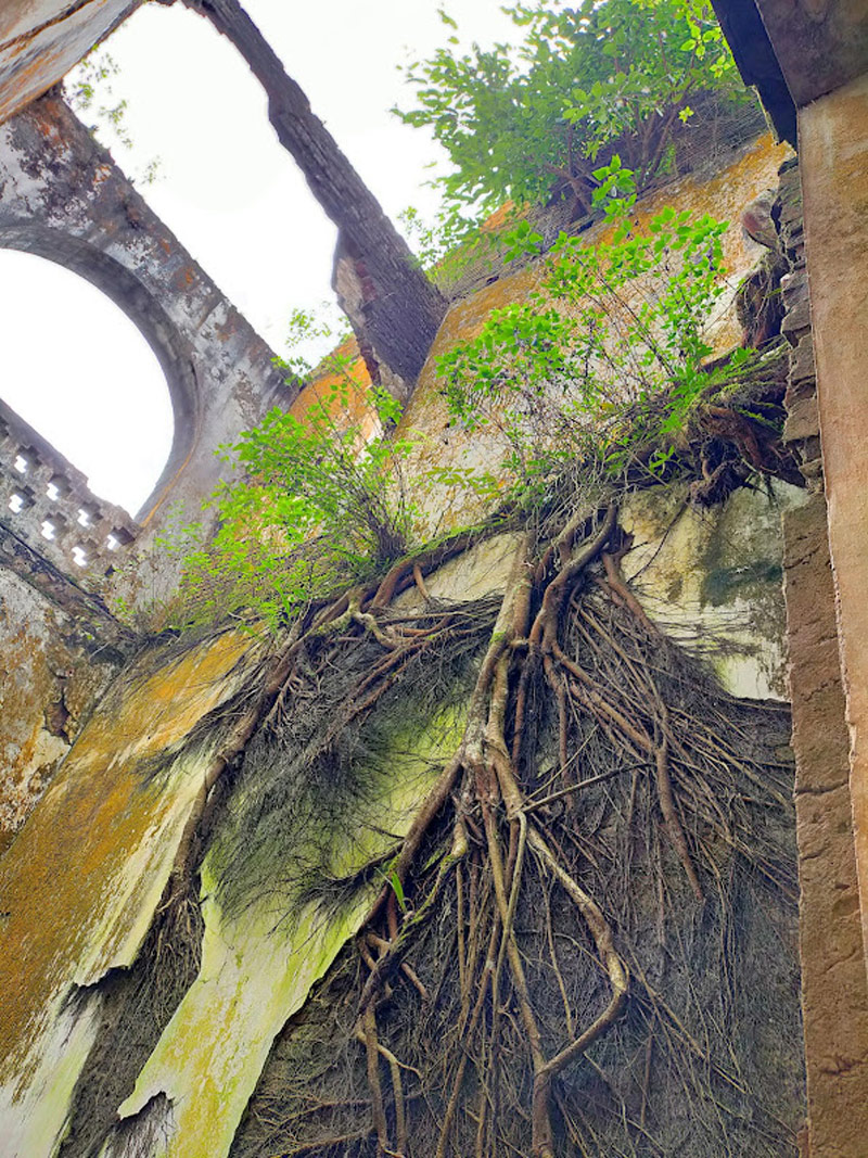 Những gốc và rễ cây lớn bám chặt vào góc tường cũ đã phủ rêu tại tu viện cổ 