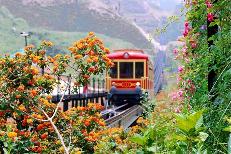 Trăm hoa đua nở bên đường tàu hoả leo núi tại thung lũng Mường Hoa