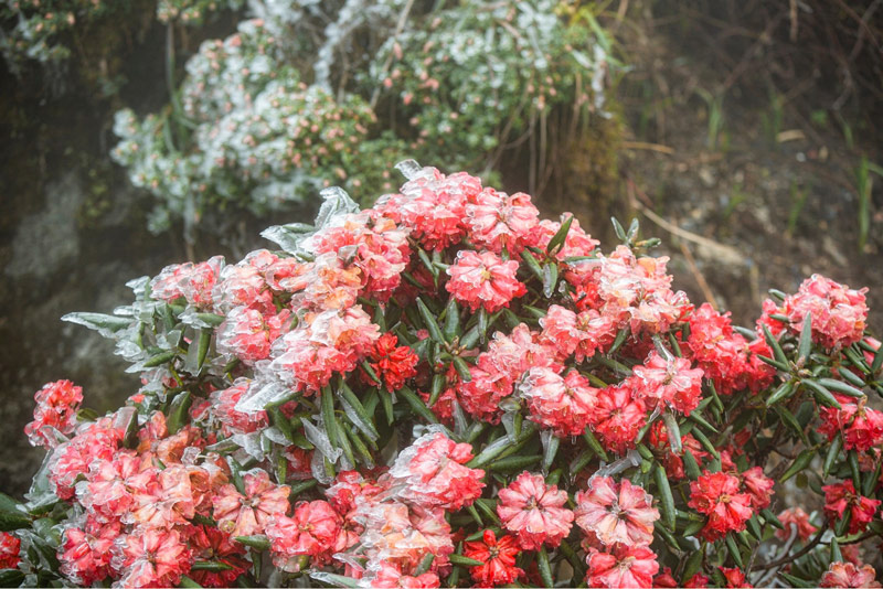 Nhóm hoa đỗ quyên đỏ rực trong mùa lạnh giá
