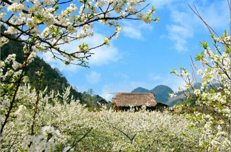 Thời tiết Sa Pa vào tháng 3 rất thích hợp để du khách ngắm hoa lê nở rộ
