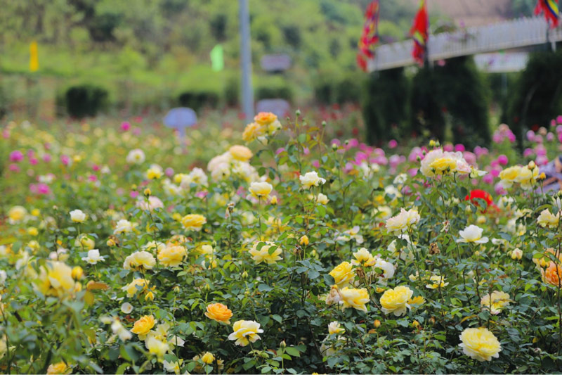 Những khóm hoa hồng trong khuôn viên thung lũng hoa hồng ở Sapa