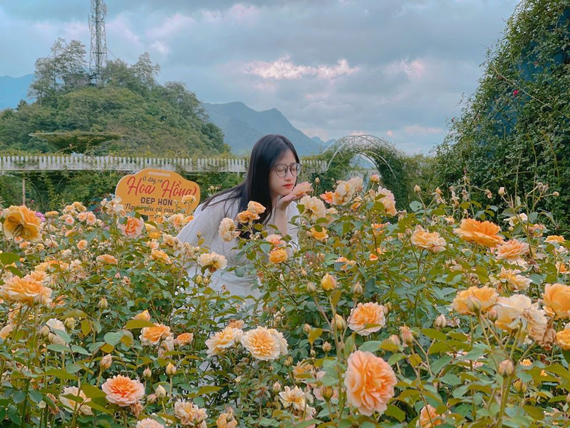 Du khách chụp hình tại vườn hồng cổ nở rộ tại Khu du lịch Sun World Fansipan Legend