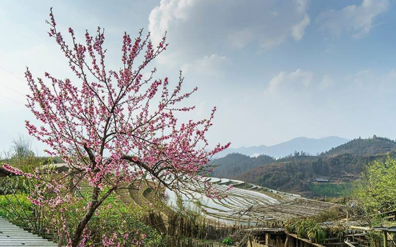 Cảnh đẹp mùa xuân tại Sa Pa với hoa đào nở rộ ở thung lũng Mường Hoa
