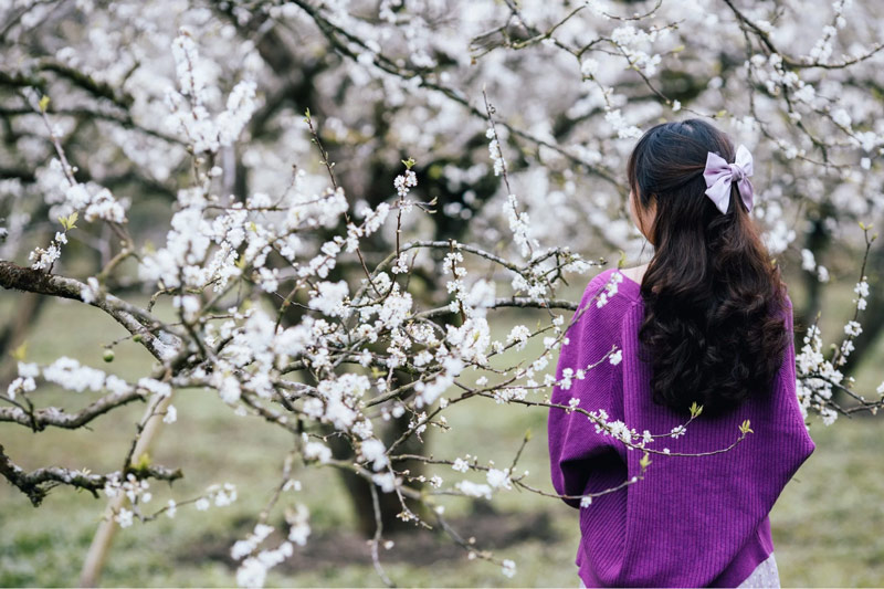 Du khách chụp ảnh tại vườn hoa lê, hoa mận tuyệt đẹp tại thung lũng Mường Hoa