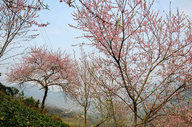 Hoa đào phai nở rộ tại bản Tả Phìn Lào Cai