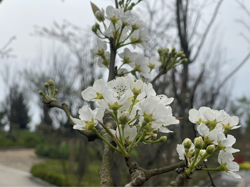 Hoa lê với sắc trắng tinh khôi bung nở khi mùa xuân đến