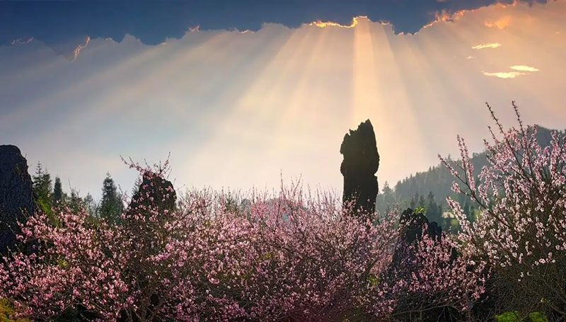 Những tia nắng chiếu xuyên qua tầng mây xuống vườn hoa bung nở trên đỉnh núi Hàm Rồng