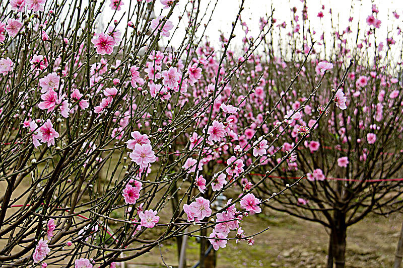 Những cây đào khoe sắc rực rỡ vào ngày xuân tại thung lũng Mường Hoa