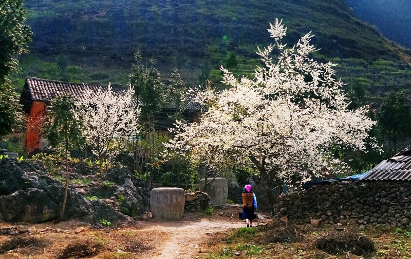 Những cây hoa mận trắng nở rộ giữa bản làng Tây Bắc