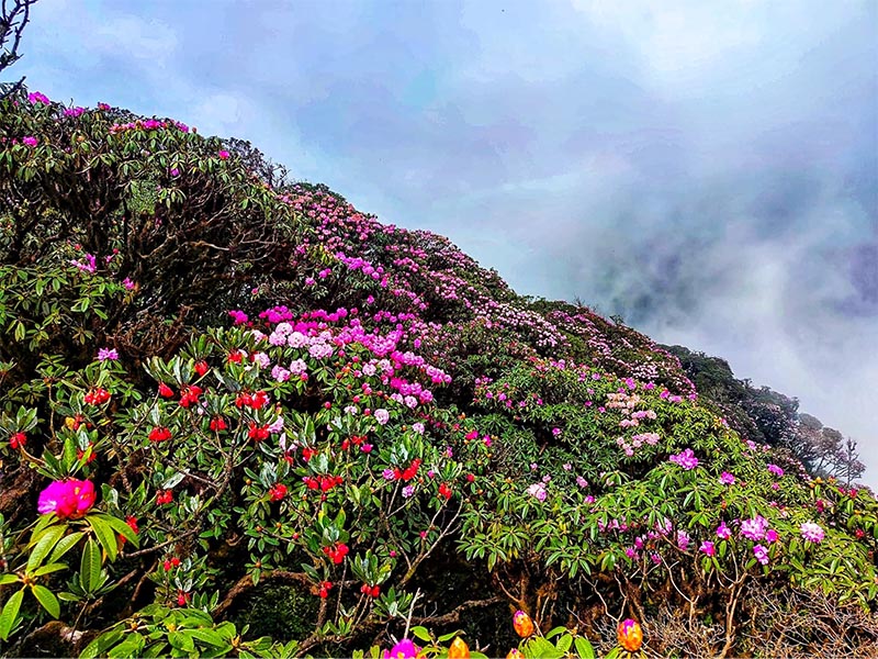 Vào khoảng tháng 2 đến tháng 4, rừng hoa đỗ quyên trên đỉnh Fansipan bung sắc khoe hương