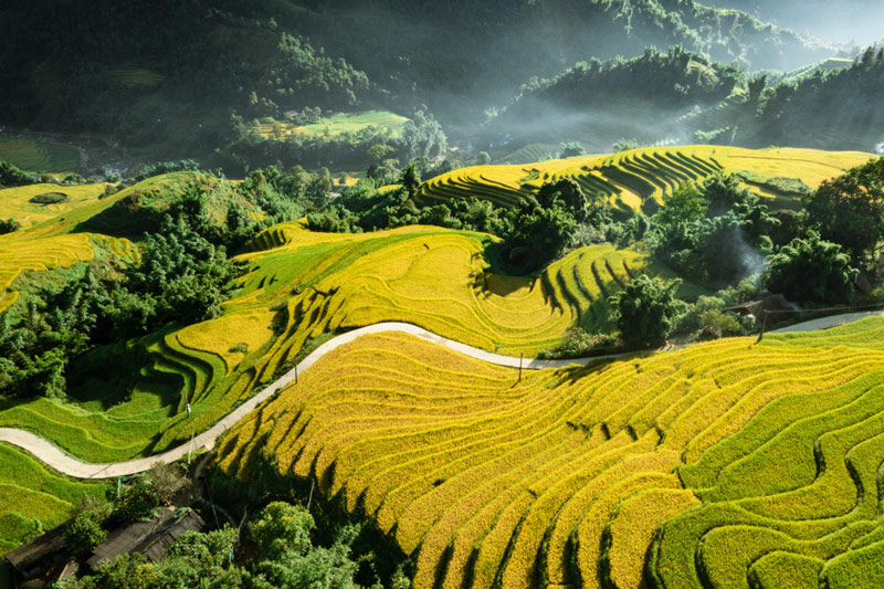 Ruộng bậc thang ở bản Tả Van vào mùa thu 