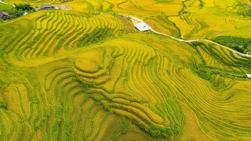Say đắm ruộng lúa mùa vàng tại bản làng vùng cao