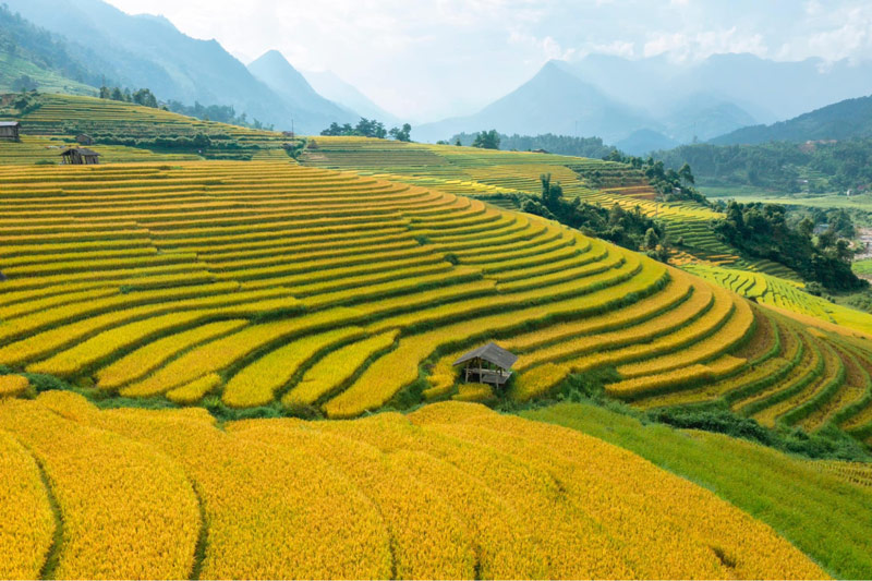 Trekking giữa view “vàng óng ả” sẽ giúp du khách thư giãn tâm hồn